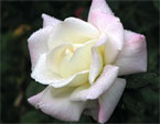 Белая роза с капельками росы. 
Размер: 720x540. 
Размер файла: 280.71 КБ