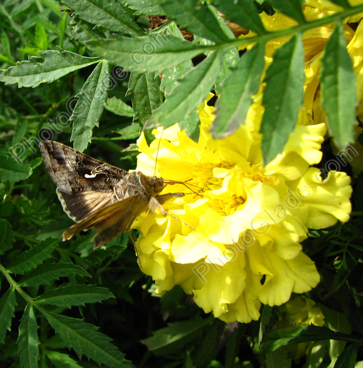 Серая мохнатая бабочка на желтом цветке бархатца.