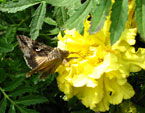 Серая мохнатая бабочка на желтом цветке бархатца. 
Размер: 720x731. 
Размер файла: 498.95 КБ