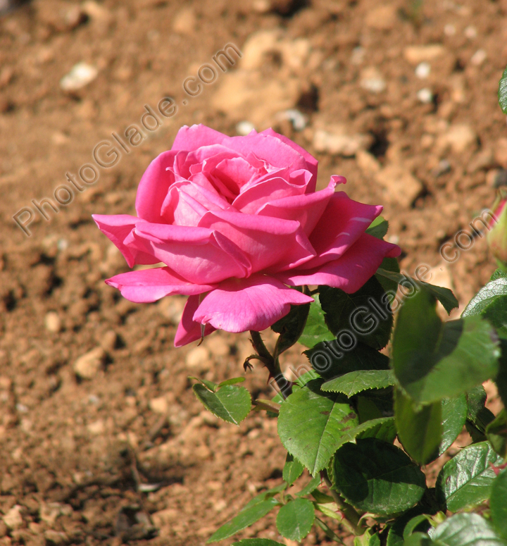 Розовая роза на клумбе во дворе.
