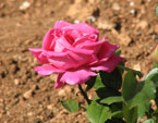 Розовая роза на клумбе во дворе. 
Размер: 720x775. 
Размер файла: 480.54 КБ