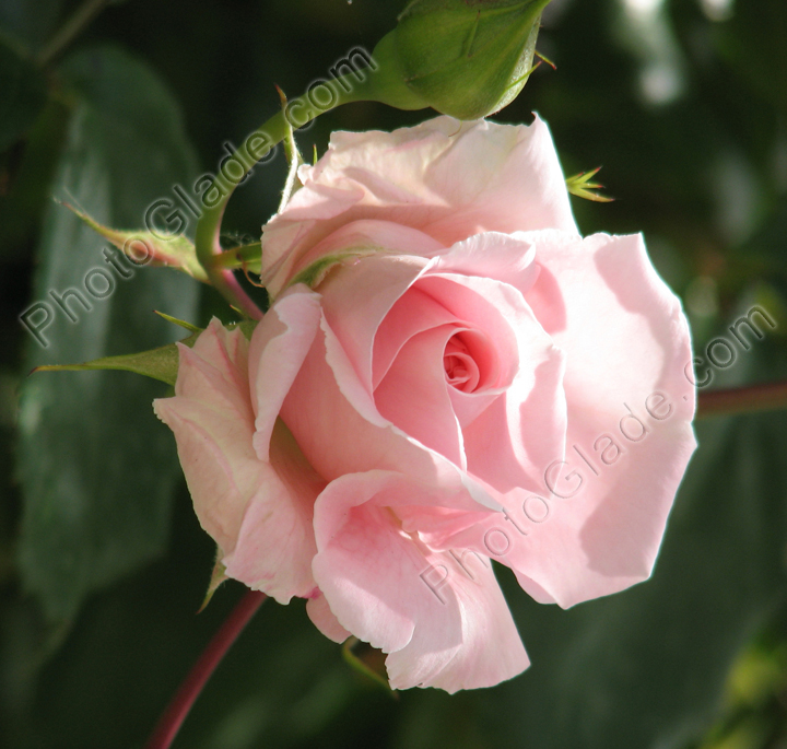 Расцветающий бутон бледно-розовой розы.