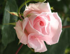 Расцветающий бутон бледно-розовой розы. 
Размер: 720x685. 
Размер файла: 322.28 КБ