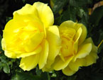 Две желтые розы Мабелла (Mabella). 
Размер: 720x960. 
Размер файла: 494.38 КБ