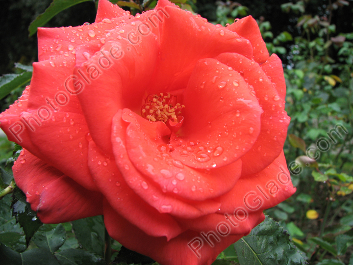 Раскрытая роза цвета лососины.