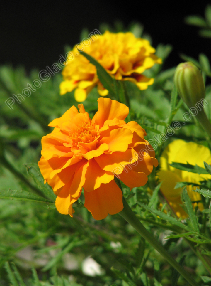 Цветок бархатца Аврора Оранж (Aurora Orange).