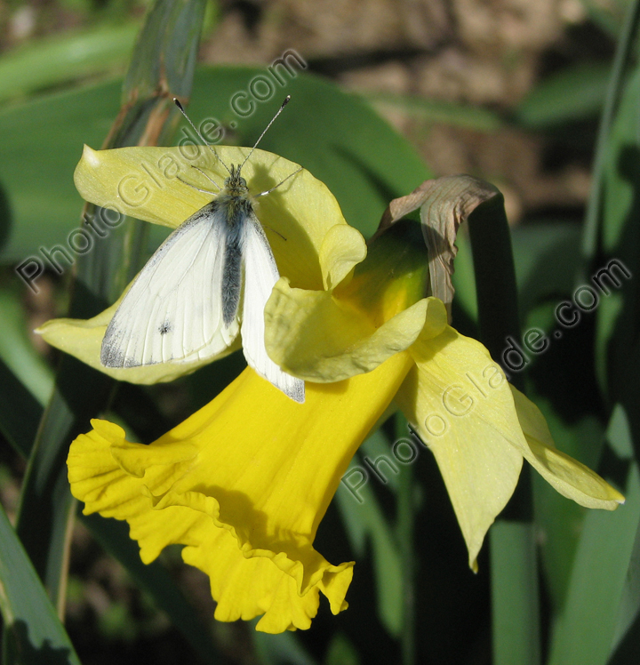 Бабочка капустница на цветке нарцисса.