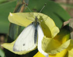 Бабочка капустница на цветке нарцисса. 
Размер: 720x748. 
Размер файла: 420.53 КБ