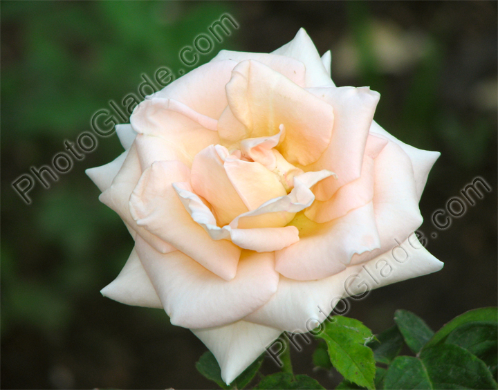 Кремовая роза, цветущая на клумбе. 