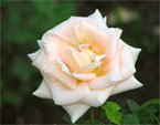 Кремовая роза, цветущая на клумбе.  
Размер: 720x564. 
Размер файла: 300.37 КБ