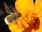 Жужжало (Bombilius major) собирает нектар с цветка чернобривца. 
Размер: 720x789. 
Размер файла: 362.96 КБ