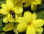 Пчела на желтых полевых цветах. 
Размер: 720x844. 
Размер файла: 449.45 КБ