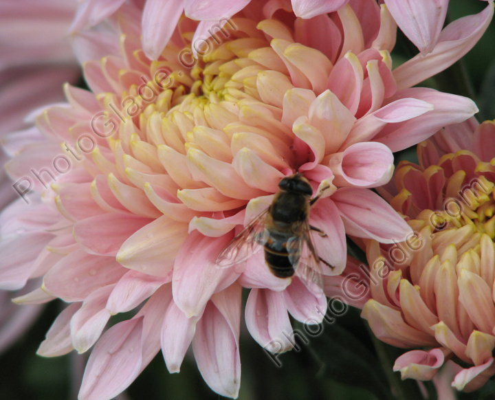 Хризантема Предрассветный Аю-Даг с пчелой.