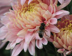 Хризантема Предрассветный Аю-Даг с пчелой. 
Размер: 720x582. 
Размер файла: 333.99 КБ