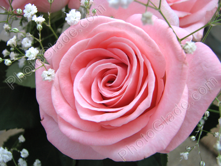 Розовая роза в обрамлении декоративных травинок.