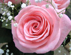 Розовая роза в обрамлении декоративных травинок. 
Размер: 720x540. 
Размер файла: 355.70 КБ