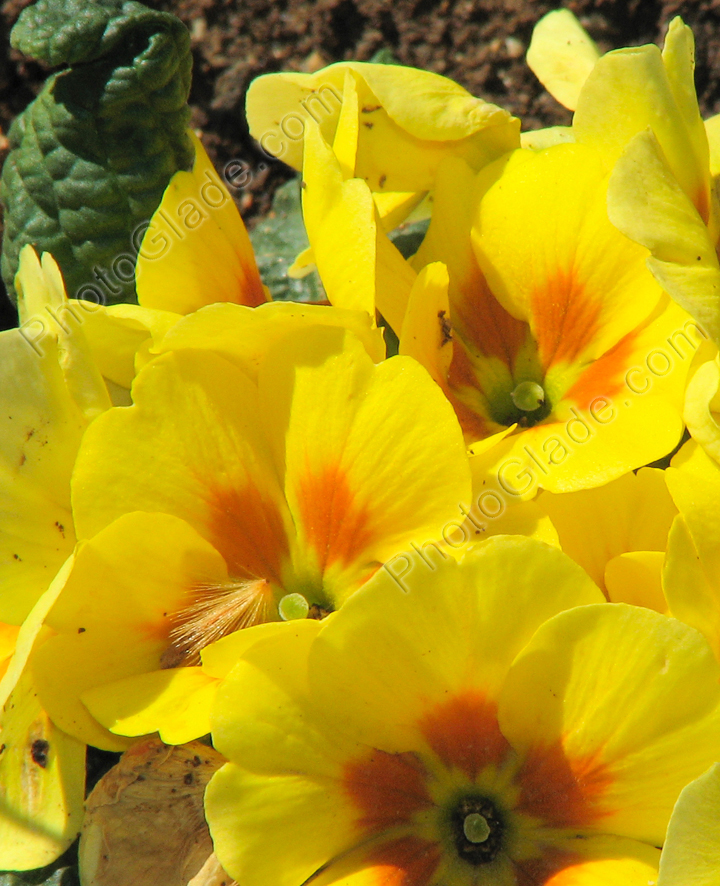 Цветы ярко-желтой примулы.