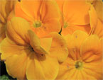 Ярко-оранжевые цветы примулы. 
Размер: 720x540. 
Размер файла: 266.49 КБ
