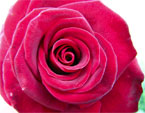Раскрытая бургундская роза. 
Размер: 720x540. 
Размер файла: 340.53 КБ