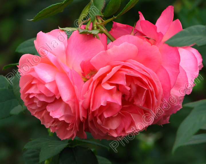 Нежно-розовая плетистая роза.