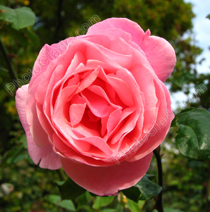 Розовая роза из Никитского сада.