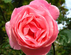 Розовая роза из Никитского сада. 
Размер: 720x725. 
Размер файла: 412.20 КБ