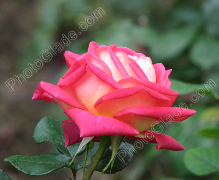 Бело-розовая роза из коллекции НБС.