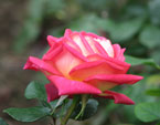Бело-розовая роза из коллекции НБС. 
Размер: 720x592. 
Размер файла: 295.88 КБ