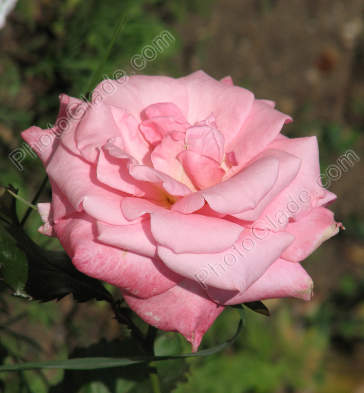 Нежно-розовая чайная роза.