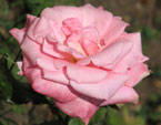 Нежно-розовая чайная роза. 
Размер: 720x777. 
Размер файла: 376.16 КБ