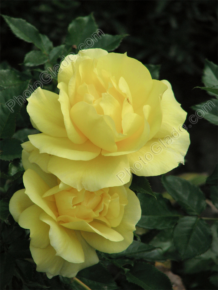 Две желтых розы Мабелла (Mabella).