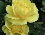 Две желтых розы Мабелла (Mabella). 
Размер: 720x960. 
Размер файла: 486.09 КБ