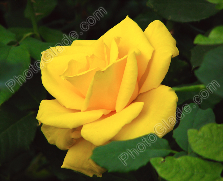 Цветущая ярко-желтая роза.