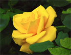 Цветущая ярко-желтая роза. 
Размер: 720x584. 
Размер файла: 282.11 КБ