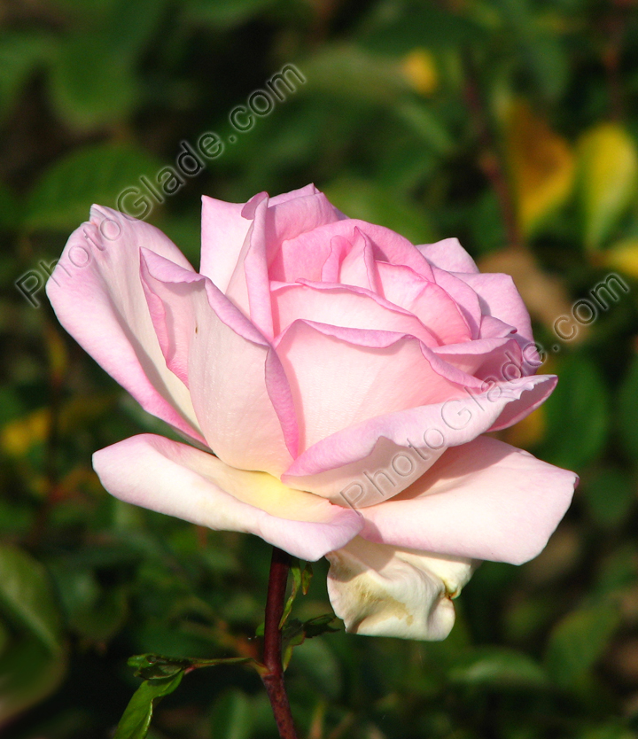 Розовая роза Никитского сада.