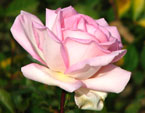 Розовая роза Никитского сада. 
Размер: 720x834. 
Размер файла: 430.81 КБ