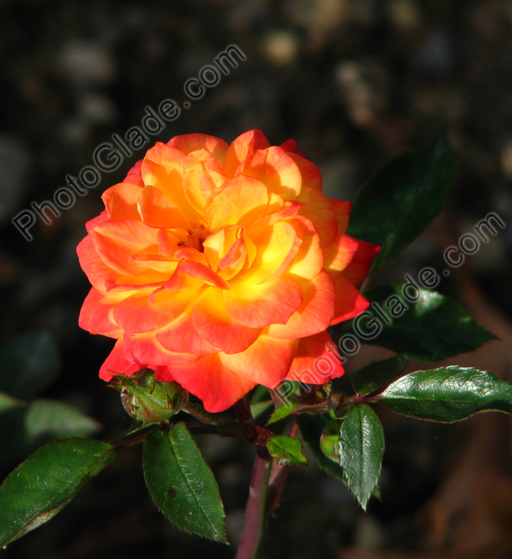 Двухцветная роза Санмейд (Sunmaid).
