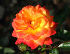 Двухцветная роза Санмейд (Sunmaid). 
Размер: 720x786. 
Размер файла: 403.50 КБ