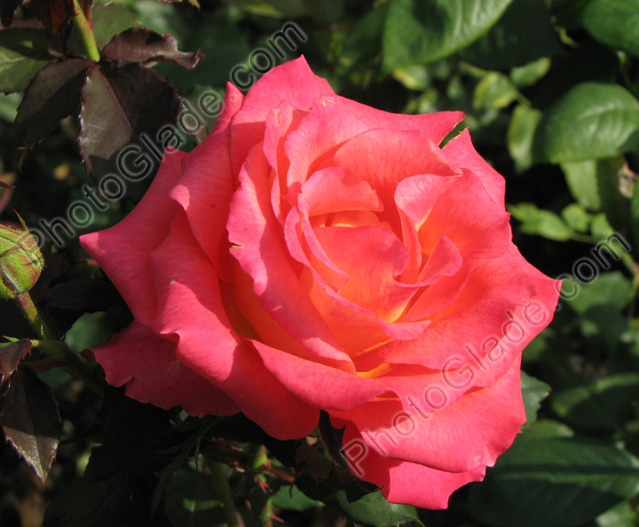 Ярко-розовая роза с лепестками, желтоватыми у основания.