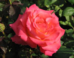 Ярко-розовая роза с лепестками, желтоватыми у основания. 
Размер: 720x593. 
Размер файла: 310.64 КБ