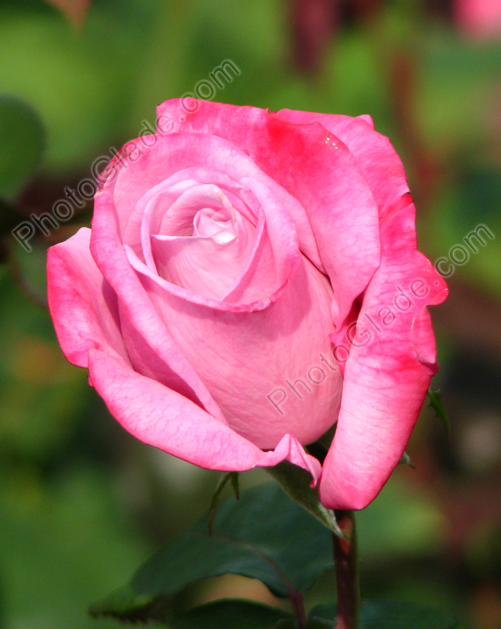 Бутон розовой розы Парадиз. Лепестки более яркие по краям.