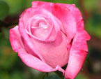 Бутон розовой розы Парадиз. Лепестки более яркие по краям. 
Размер: 720x903. 
Размер файла: 478.44 КБ