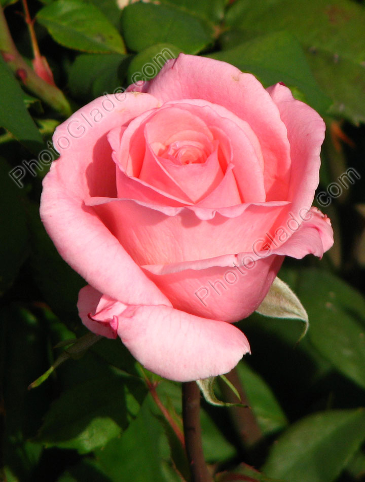 Цветок бледно-розовой розы. Бутон.