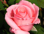 Цветок бледно-розовой розы. Бутон. 
Размер: 720x951. 
Размер файла: 231.75 КБ