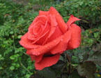 Расцветающая роза в каплях росы. 
Размер: 720x597. 
Размер файла: 370.59 КБ