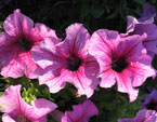 Три цветка розовой петунии. 
Размер: 720x960. 
Размер файла: 707.39 КБ