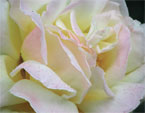 Мои любимые цветы- розы 25_small
