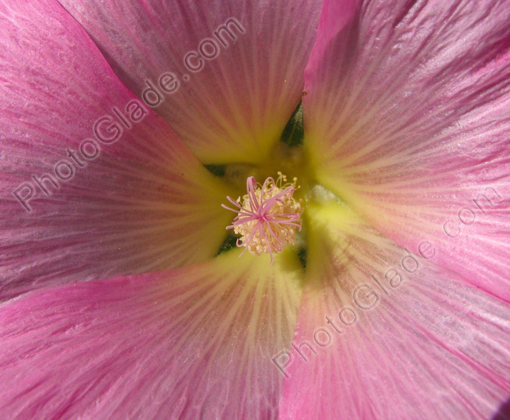 Центр цветка розовой мальвы.
