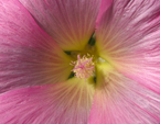 Центр цветка розовой мальвы. 
Размер: 720x594. 
Размер файла: 413.96 КБ