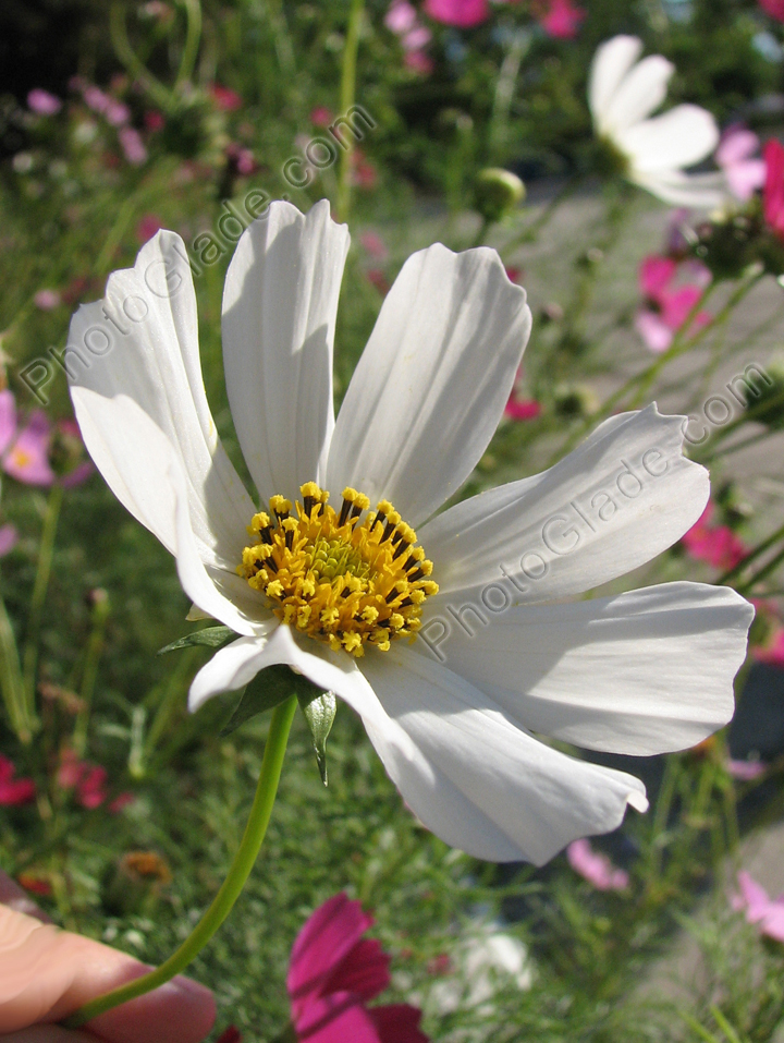 Белый цветок космоса (космеи).